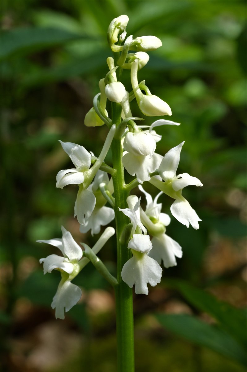 Many thanks to Jim & Dawn @jml2665 for helping me place this pure white Early Purple Orchid - Orchis mascula - Spring moving in West Sussex. #wildflowerhour @ukorchids @Britainsorchids