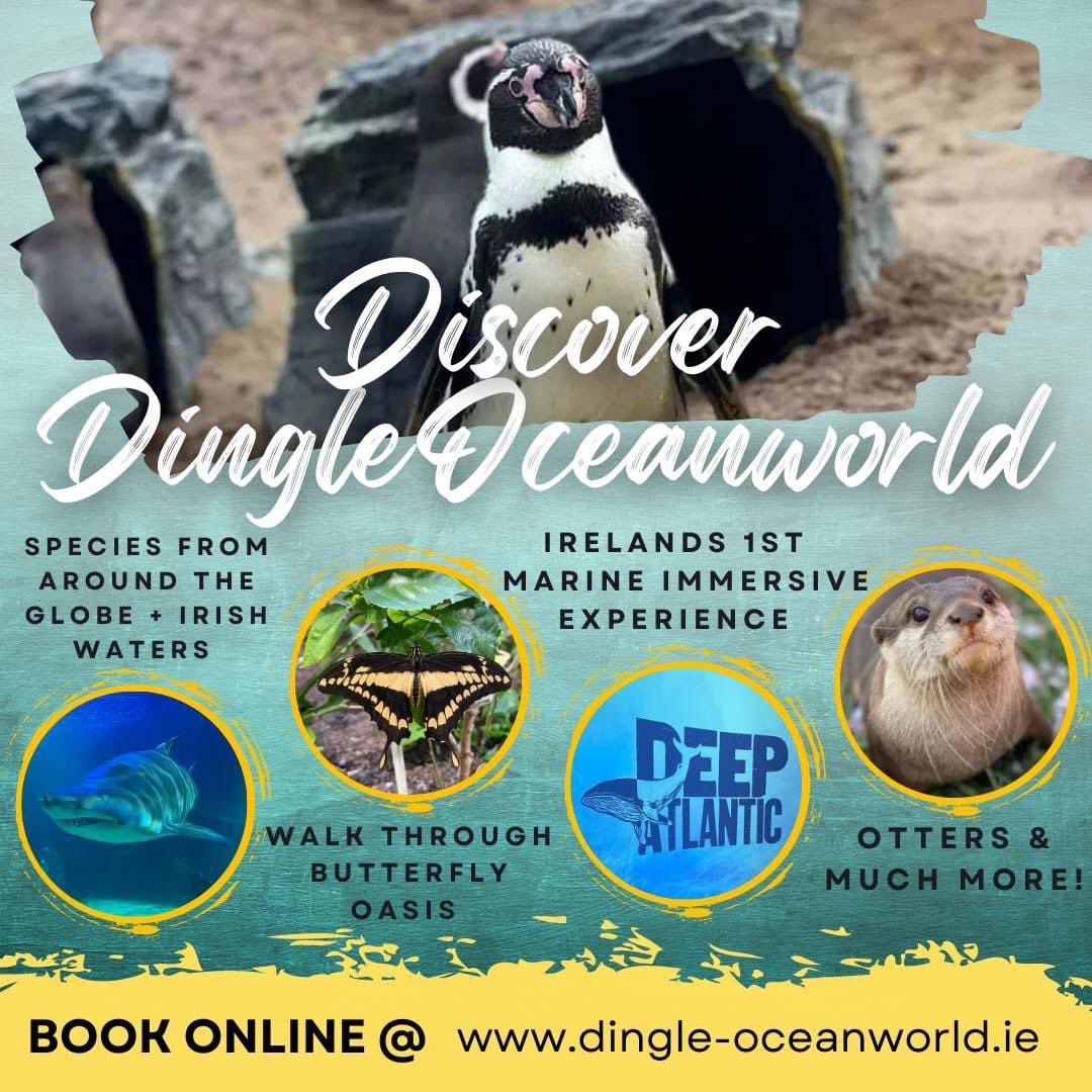 Discover the magic waiting for you under the sea 🪸

✨Open daily from 10am - 6pm, last entry 5pm ✨

#dingleaquarium #oceanworld #dingleoceanworldaquarium #traveldingle #explorekerry