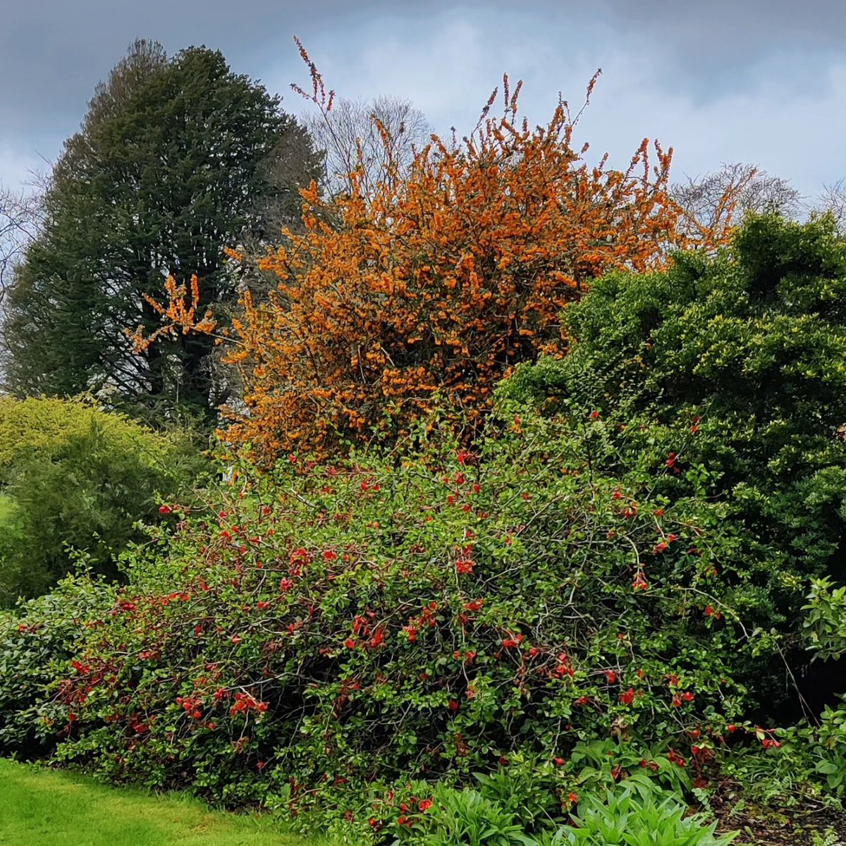 donnelle's tweet photo. Nature is wonderful and never disappoints #colour #nature #rowallane @NationalTrustNI https://t.co/niVvei0LQE