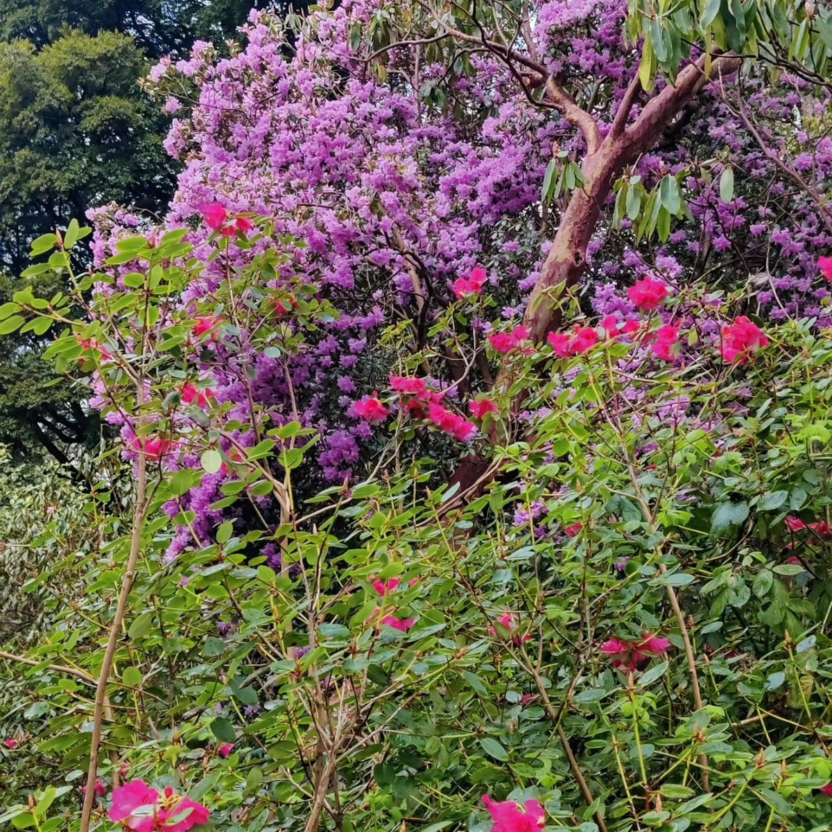 donnelle's tweet photo. Nature is wonderful and never disappoints #colour #nature #rowallane @NationalTrustNI https://t.co/niVvei0LQE