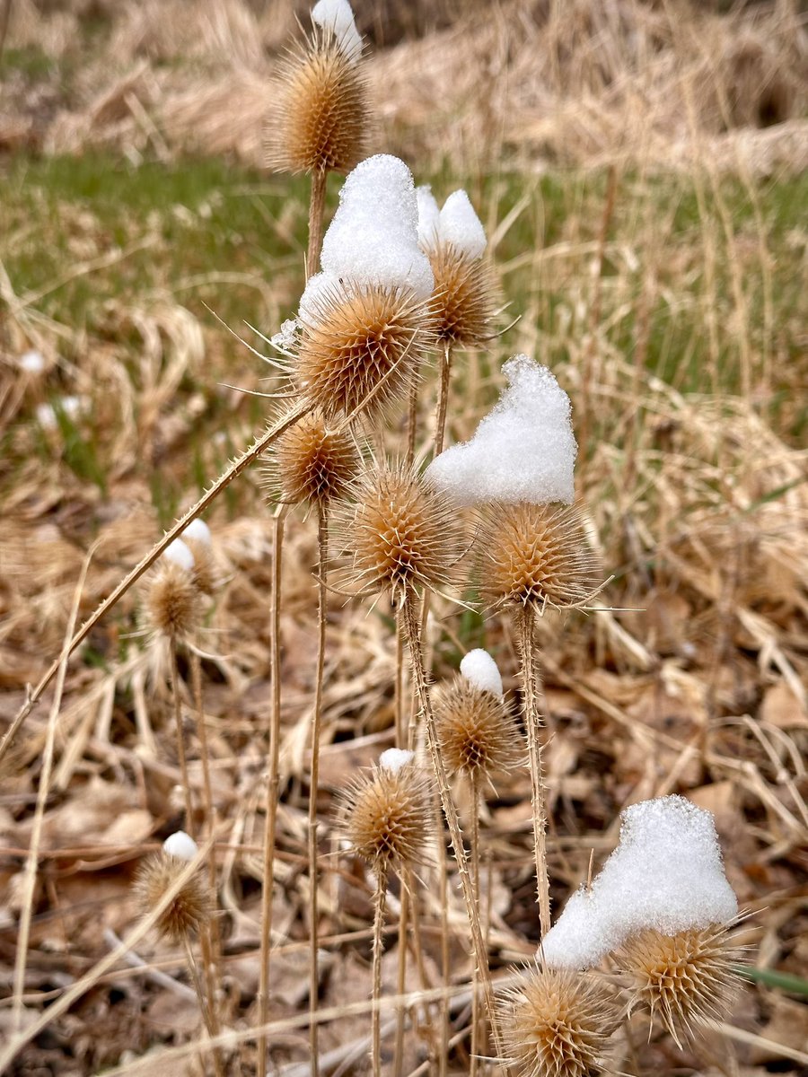 MooreWords's tweet image. Snow hats on thistles. #snow #snowday #coloradolife