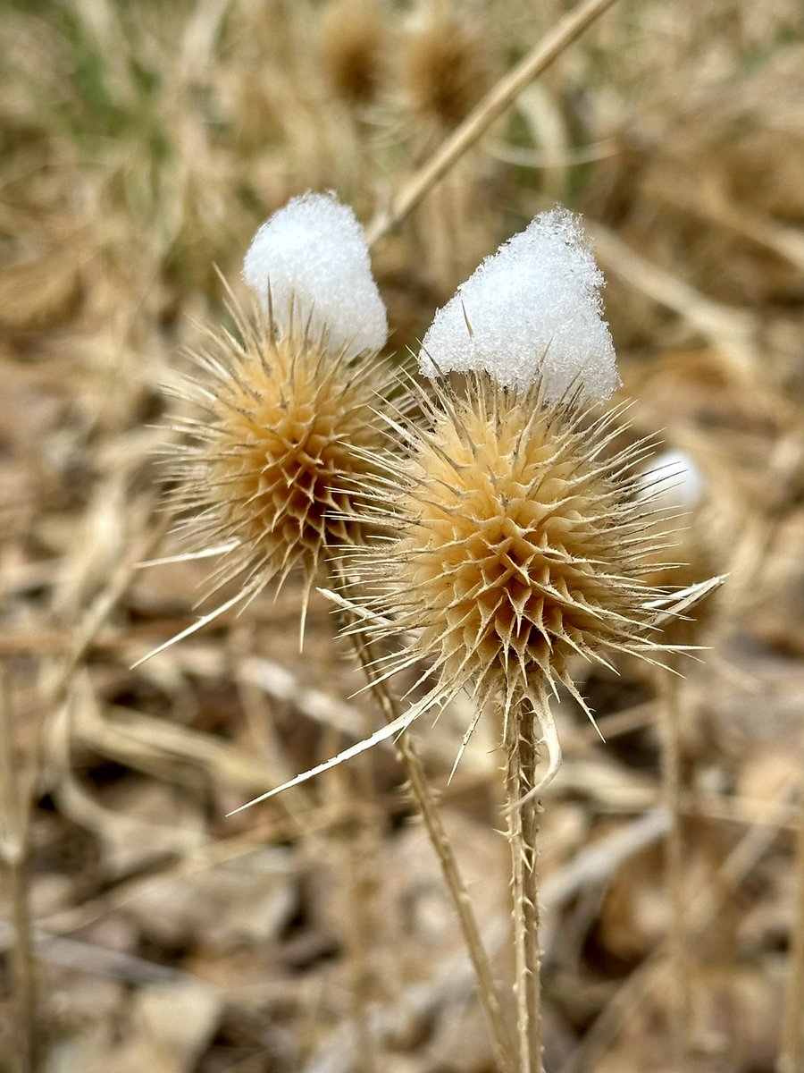 MooreWords's tweet image. Snow hats on thistles. #snow #snowday #coloradolife
