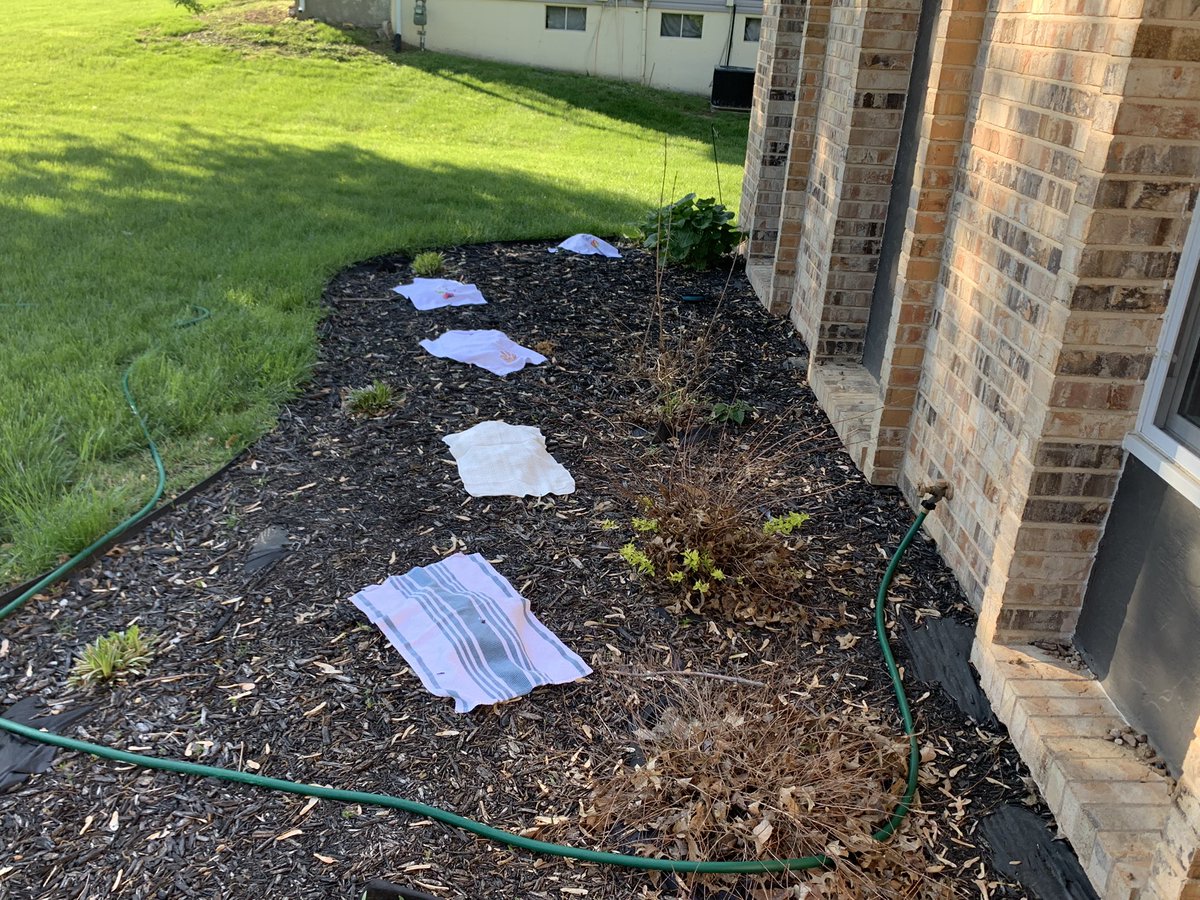 WXWomanStacy's tweet photo. Cover your plants again tonight. Frost Advisory in effect until 9 am tomorrow as temperatures are expected to drop close to freezing. #gohomewinter #stlwx #mowx #teamspring https://t.co/3BSKGEzIR4