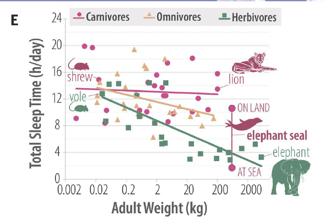 How many hours animals sleep? 
Depend on what they eat and how much they weigh.
Small animals sleep more than larger ones. 
Carnivores sleep more than herbivores
The largest herbivores - elephants - sleep only 2 h. 
science.org/doi/10.1126/sc…