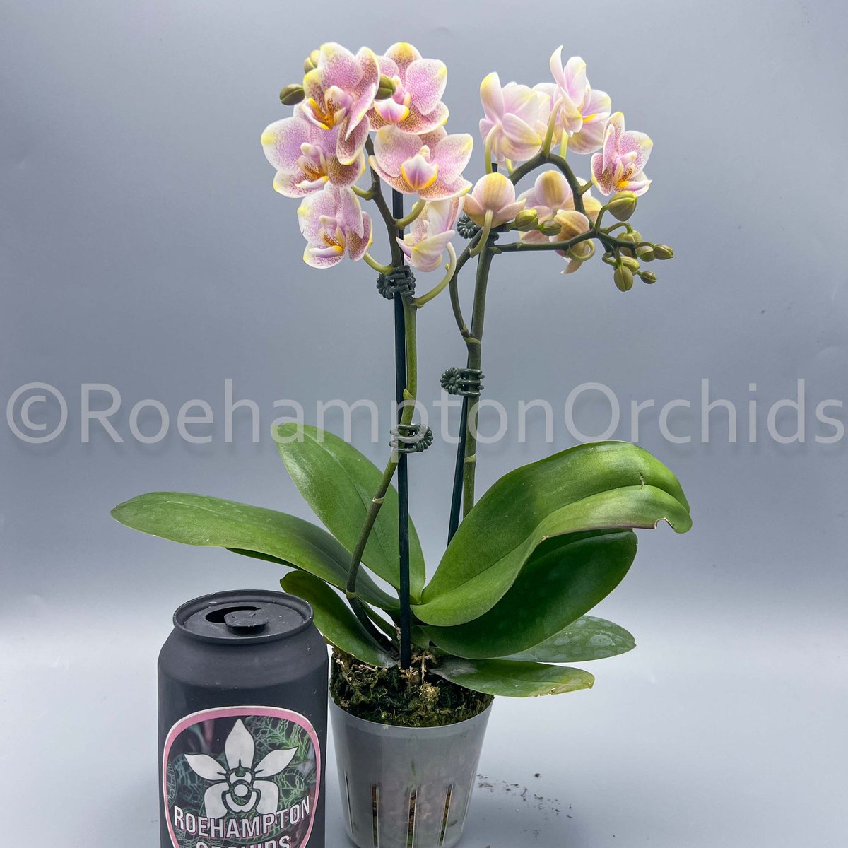 Roeorchids's tweet photo. Phal Miki Freckle
#Roehamptonorchids #Canadianorchidgrowers
#orchids #plantscanada #canadianhouseplants #torontoorchids #torontoplants #torontoplantshop #orchidsofinstagram #orchidsinbloom #orchidslovers #orchidflower #orchidsofcanada #Plantsmakepeoplehappy #plantcollection https://t.co/fs77xktpl6