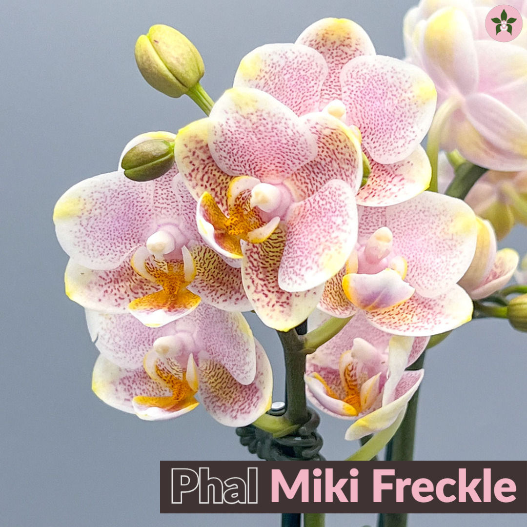 Roeorchids's tweet photo. Phal Miki Freckle
#Roehamptonorchids #Canadianorchidgrowers
#orchids #plantscanada #canadianhouseplants #torontoorchids #torontoplants #torontoplantshop #orchidsofinstagram #orchidsinbloom #orchidslovers #orchidflower #orchidsofcanada #Plantsmakepeoplehappy #plantcollection https://t.co/fs77xktpl6
