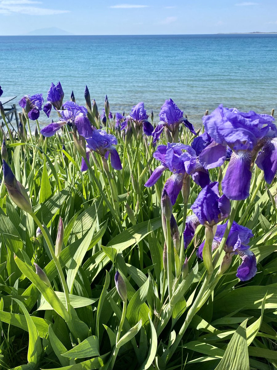 Irises at Anzac Commemorative Site Gallipoli now in full bloom as we prepare for Dawn Service in two days