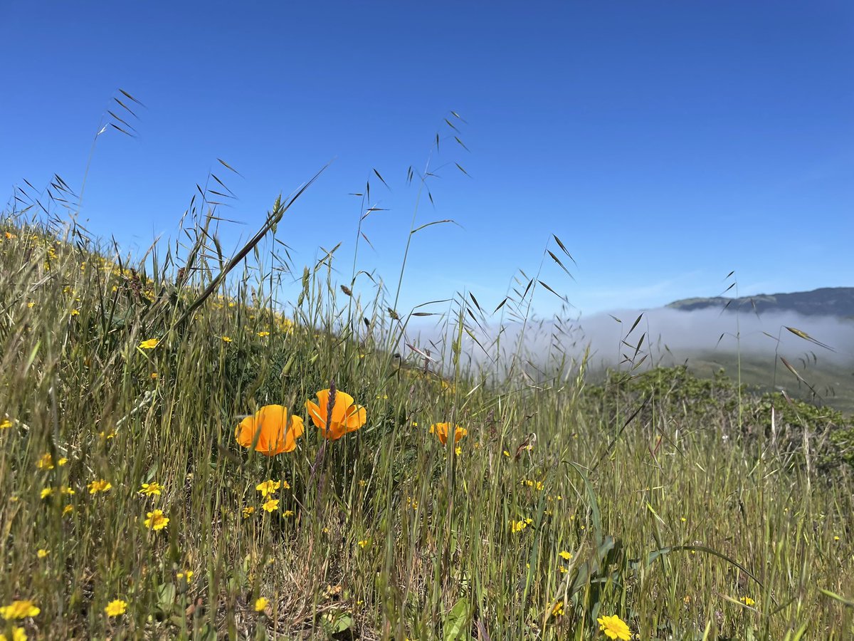 All the celebrities thanking <a href="/elonmusk/">Elon Musk</a> for their free blue check so they don’t have to pay $8/mo 🙄🙄🙄🙄🙄🙄🙄🙄 
But anyway, here are some poppies.