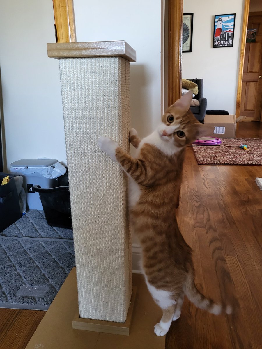 TheRealMelGuar's tweet photo. Cat update https://t.co/PK8cNp6s6O