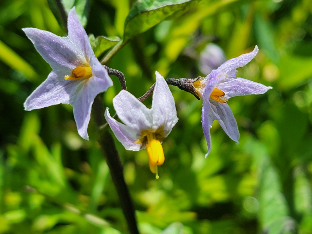 RogueCitizenOne's tweet image. Happy Earth Day!

Drove out to the Mendocino Coast yesterday to photograph wildflowers. Here are just a few of my favorite shots.

#DemCast #TruBlue #wtpBLUE
