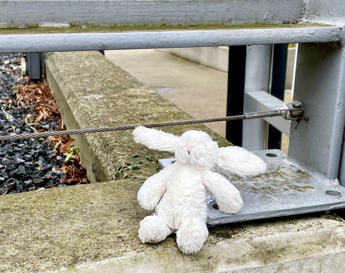 sbloke's tweet photo. Lost bunny desperately seeks young owner. Found on Avenell Road outside Highbury Stadium apartments entrance. #lost #bunny #Highbury https://t.co/0suqNAGpSE