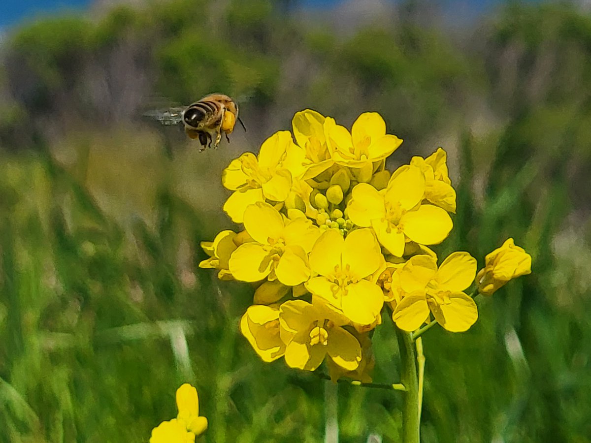 RogueCitizenOne's tweet image. Happy Earth Day!

Drove out to the Mendocino Coast yesterday to photograph wildflowers. Here are just a few of my favorite shots.

#DemCast #TruBlue #wtpBLUE