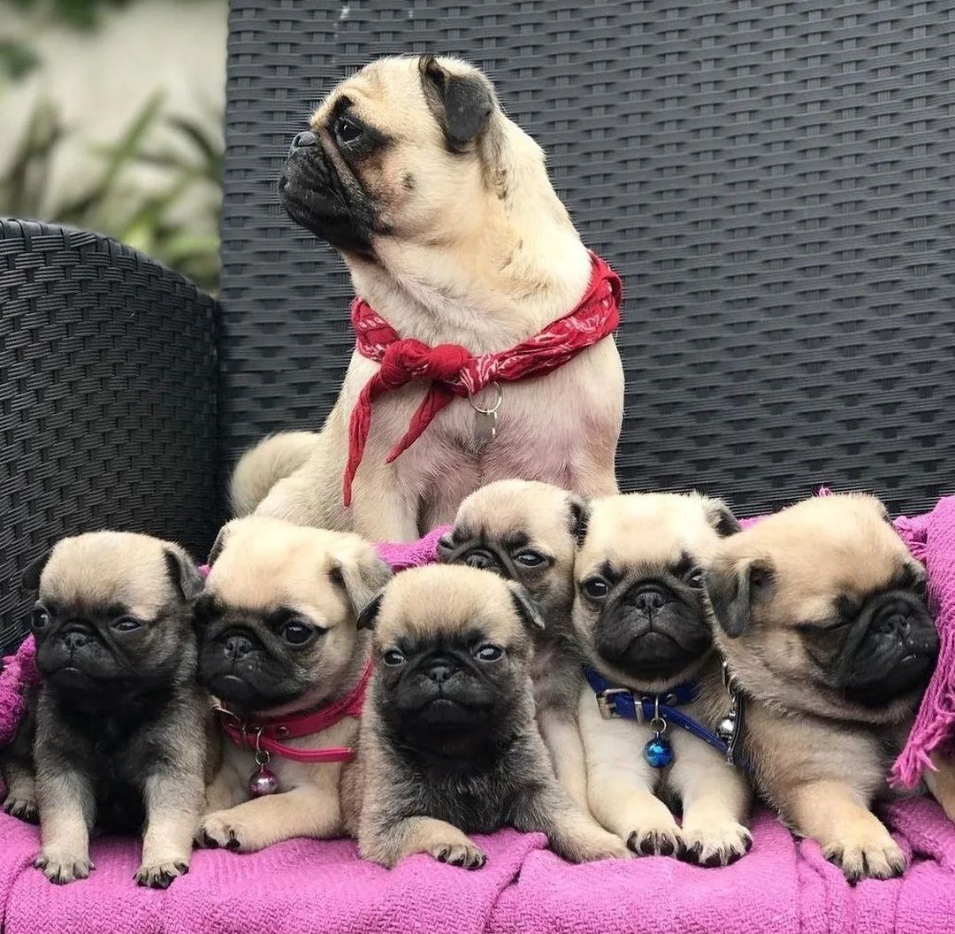 Cute #pug family..☺️☺️ #pugs #puglife #Zendaya #WorldBookDay