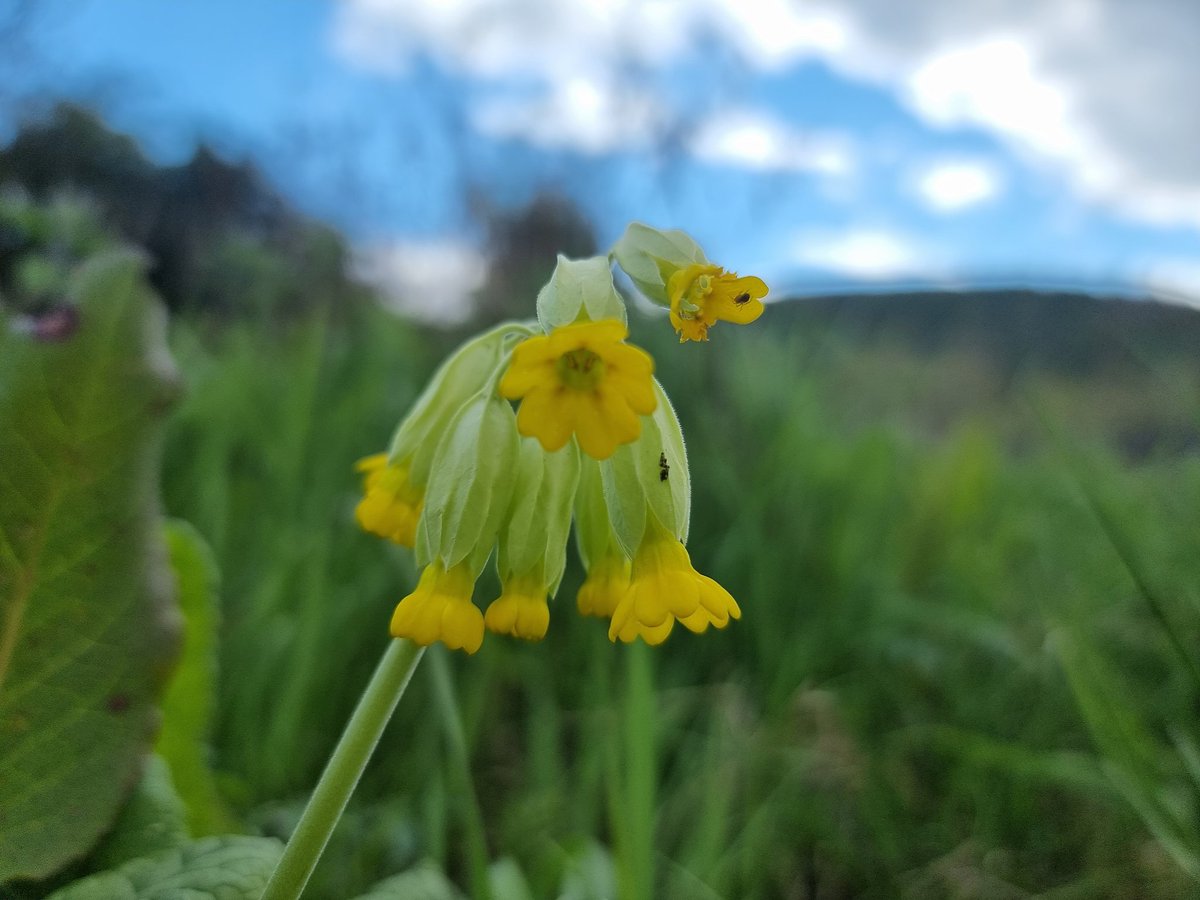 roriain's tweet photo. A couple of handy walks today, Killeshin Waterworks & Clogrenanne wood. Cowslip. #LeaveNoTrace #litter #lovewhereyoulive #respectingnature https://t.co/W7QX8jOHLn