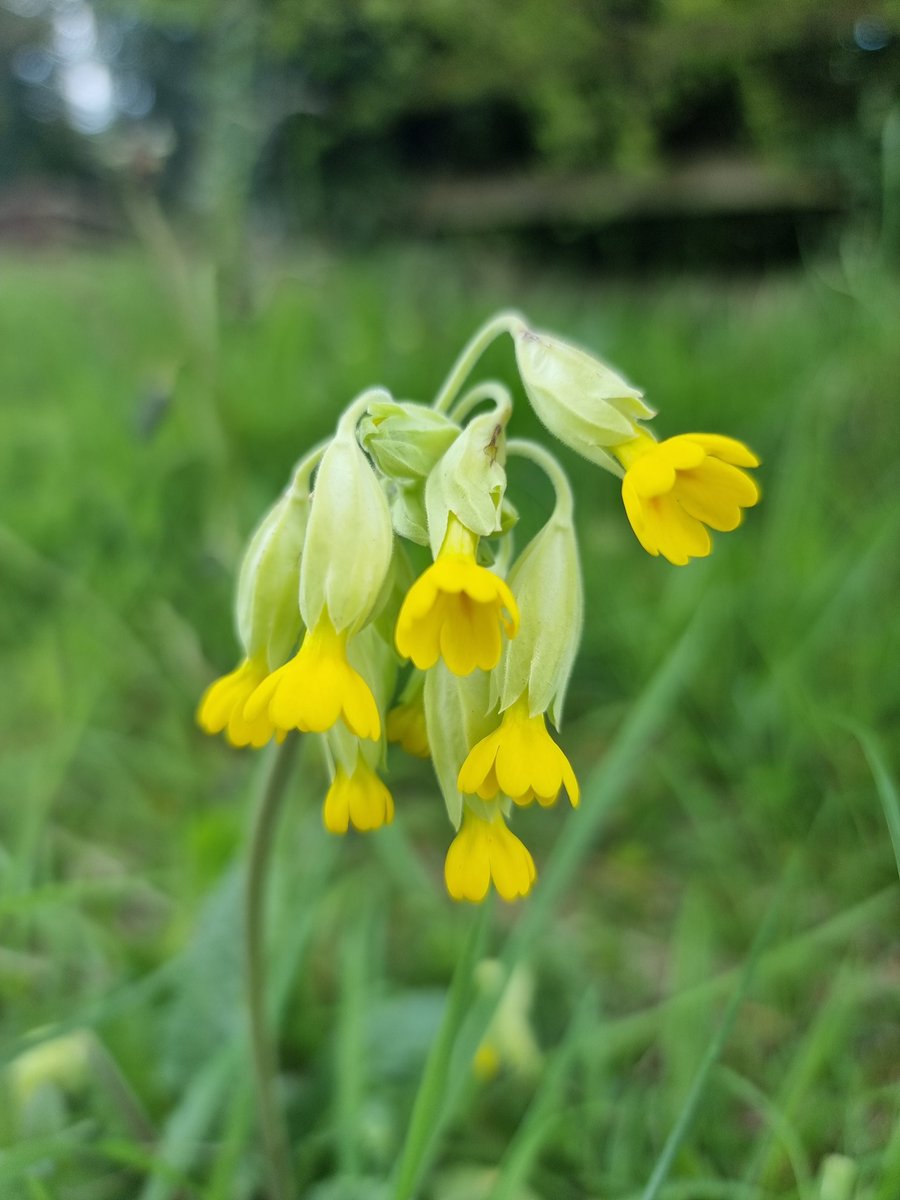 roriain's tweet photo. A couple of handy walks today, Killeshin Waterworks & Clogrenanne wood. Cowslip. #LeaveNoTrace #litter #lovewhereyoulive #respectingnature https://t.co/W7QX8jOHLn