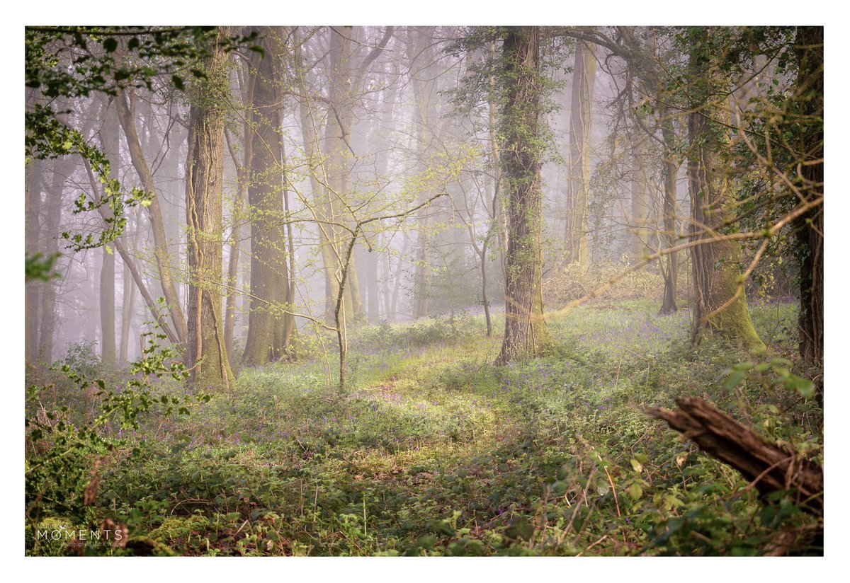 Another beautiful woodland scene from this weekends visit to the Wye Valley

#wexmondays #fsprintmondays #sharemondays2023 #picoftheday #formatthitech #vanguardphotouk