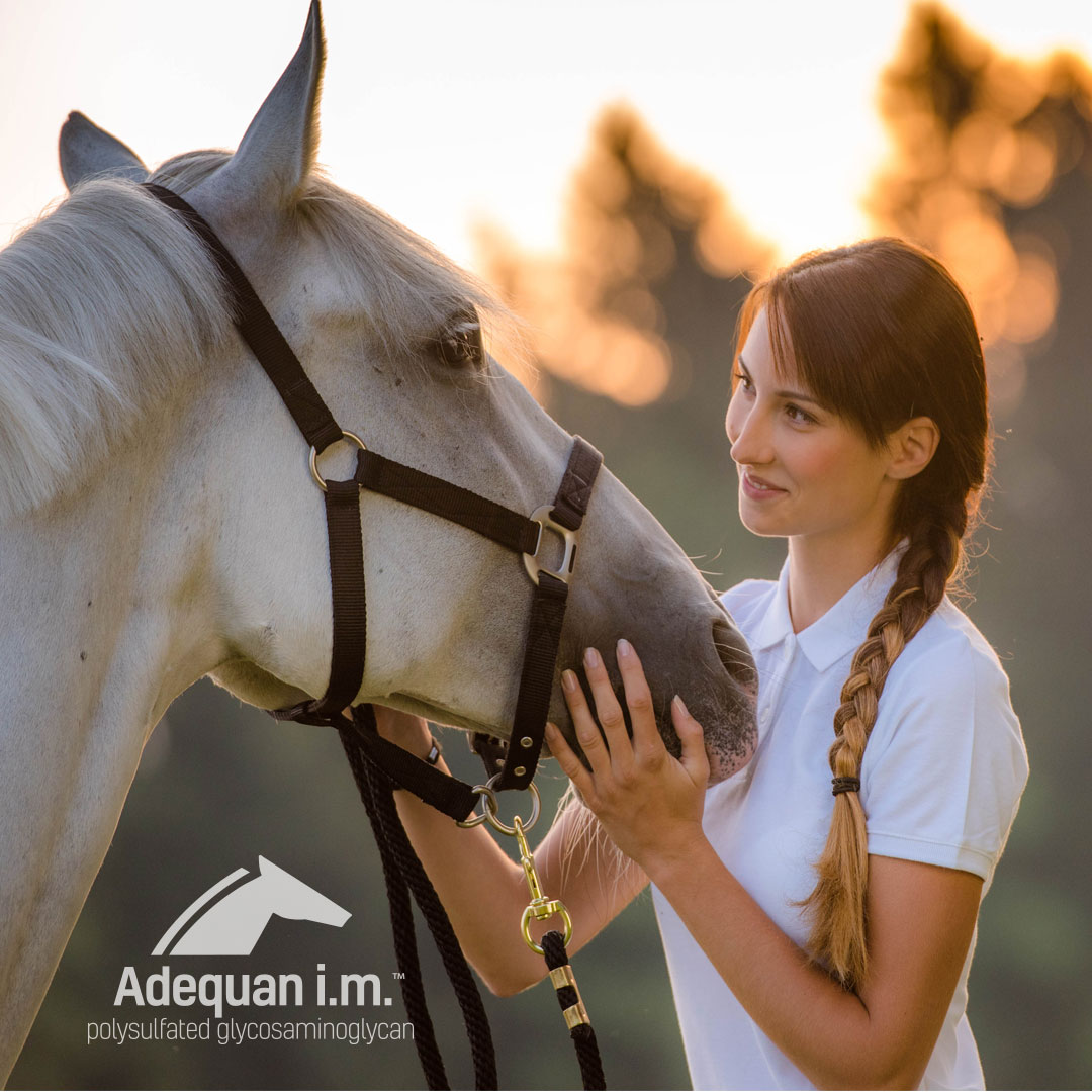 KyThreeDayEvent's tweet photo. Adequan®i.m. is not only a proud sponsor of the #KentuckyThreeDayEvent but also proud to support the riders of our sport.
Adequan®i.m. is trusted by #Veterinarians, top #Equestrians and our organization. Learn more at https://t.co/lT61n0Wc8k. #adequan https://t.co/DmNUFLYdG1