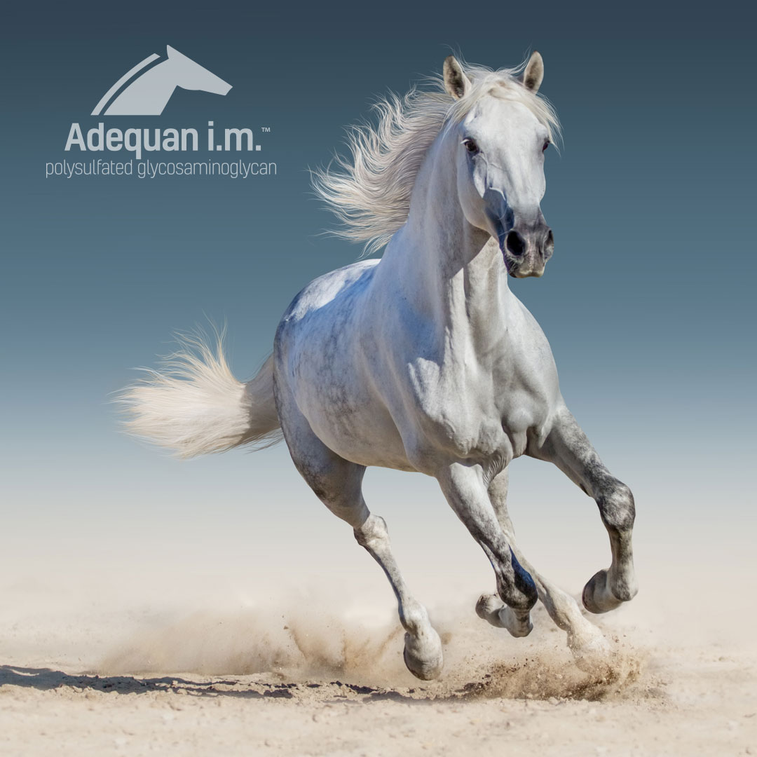 KyThreeDayEvent's tweet photo. Adequan®i.m. is not only a proud sponsor of the #KentuckyThreeDayEvent but also proud to support the riders of our sport.
Adequan®i.m. is trusted by #Veterinarians, top #Equestrians and our organization. Learn more at https://t.co/lT61n0Wc8k. #adequan https://t.co/DmNUFLYdG1