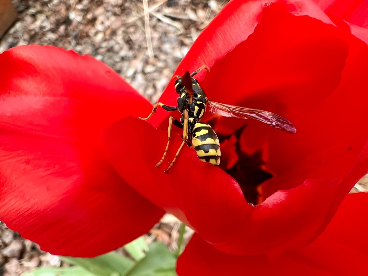 ms_Powder's tweet photo. Wat de iphone kan qua macrophotografie blijft toch indrukwekkend 🐝🌷 #macrophotography https://t.co/0XGRXmueLc