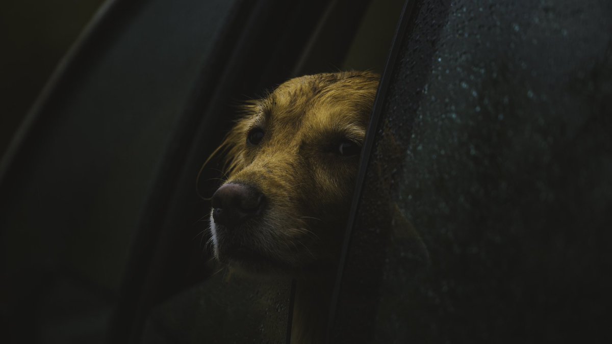 johncwingfield's tweet image. Winter evenings in the Cascades