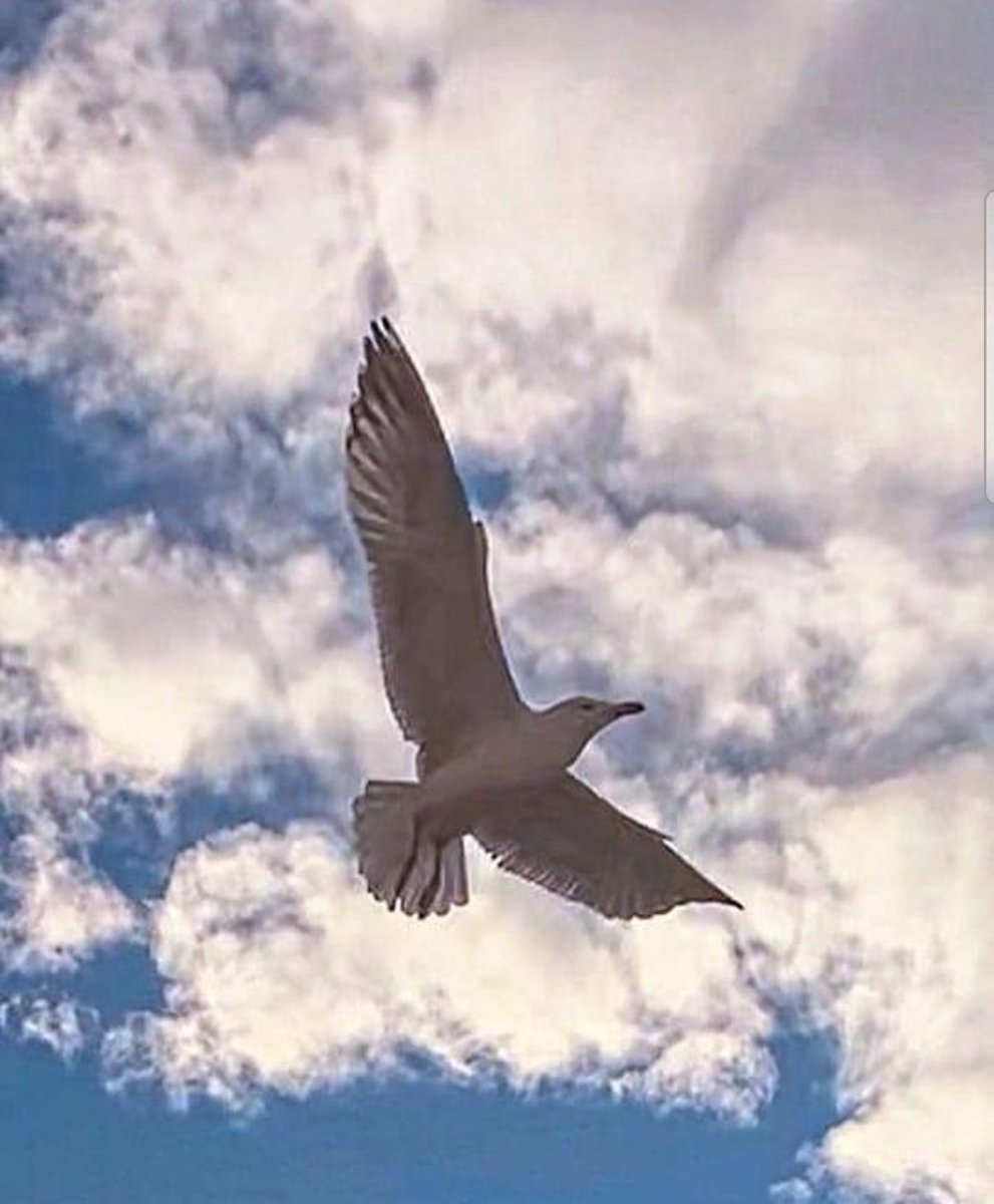 Martı gibi seversen eğer
Senindir okyanuslar bile...
Çünkü aşk cesurları sever

-Murat Bozoğlu-