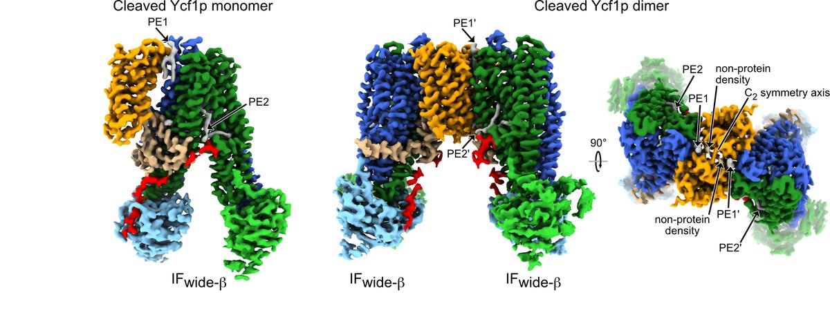 You're not seeing double! Many ABC proteins are proposed to dimerize. Here <a href="/sarahcbickers/">Sarah C. Bickers</a> showed that Ycf1p forms a dimer upon proteolytic cleavage and determined a 1st ABC transporter dimer structure.
Collaboration w/ @RubinsteinJohn and <a href="/samir_benlekbir/">Samir Benlekbir</a> 
biorxiv.org/content/10.110…