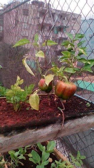 GHNordelo5's tweet photo. En saludo al #XCongresoCDR se fortalece el programa #CultivaTuPedacito de los #CDRCuba #Cuba #SomosDelBarrio https://t.co/Ma1SpLlDN1
