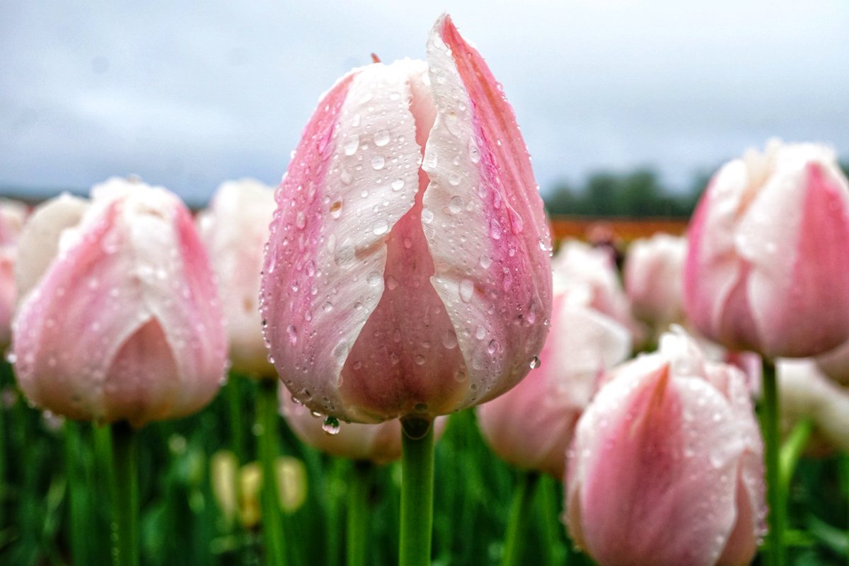 KarissasKapture's tweet photo. Tiptoed in the mud puddles and rain this morning = well worth it!
#KarissasKaptures #HRF100K #HollandRidgeFarms #TulipSeason #TulipFarm #FieldOfTulips #RainnyMorning #Raindrops #SonyCamera #sonyalpha #sonya6000 #MacroFlowers #MacroRaindrops https://t.co/RRVJQgv8V2