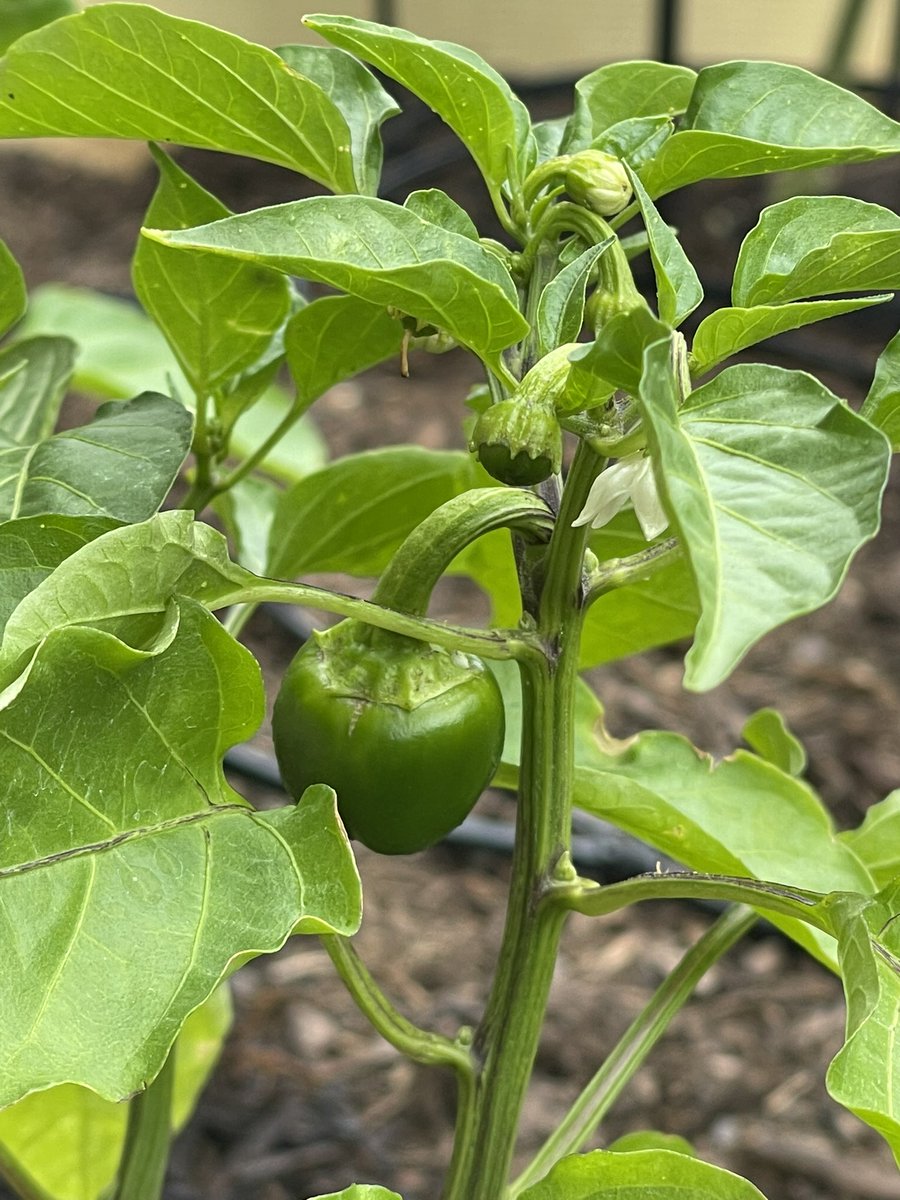 ulriksen_stian's tweet photo. Proud to see things growing in our garden! https://t.co/NOPiSnxyoe