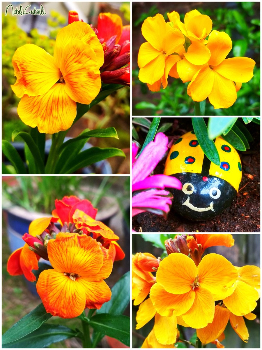 Yellow positive from one small garden! 😉🌿💛🌿🌻🌿💛🌿🌻🌿
#cuteeli #art #love #nature #cute #beautiful #NaturePhotography #gardening #flowers #positive #SundayYellow #beauty #spring #TwitterNatureCommunity #bright
