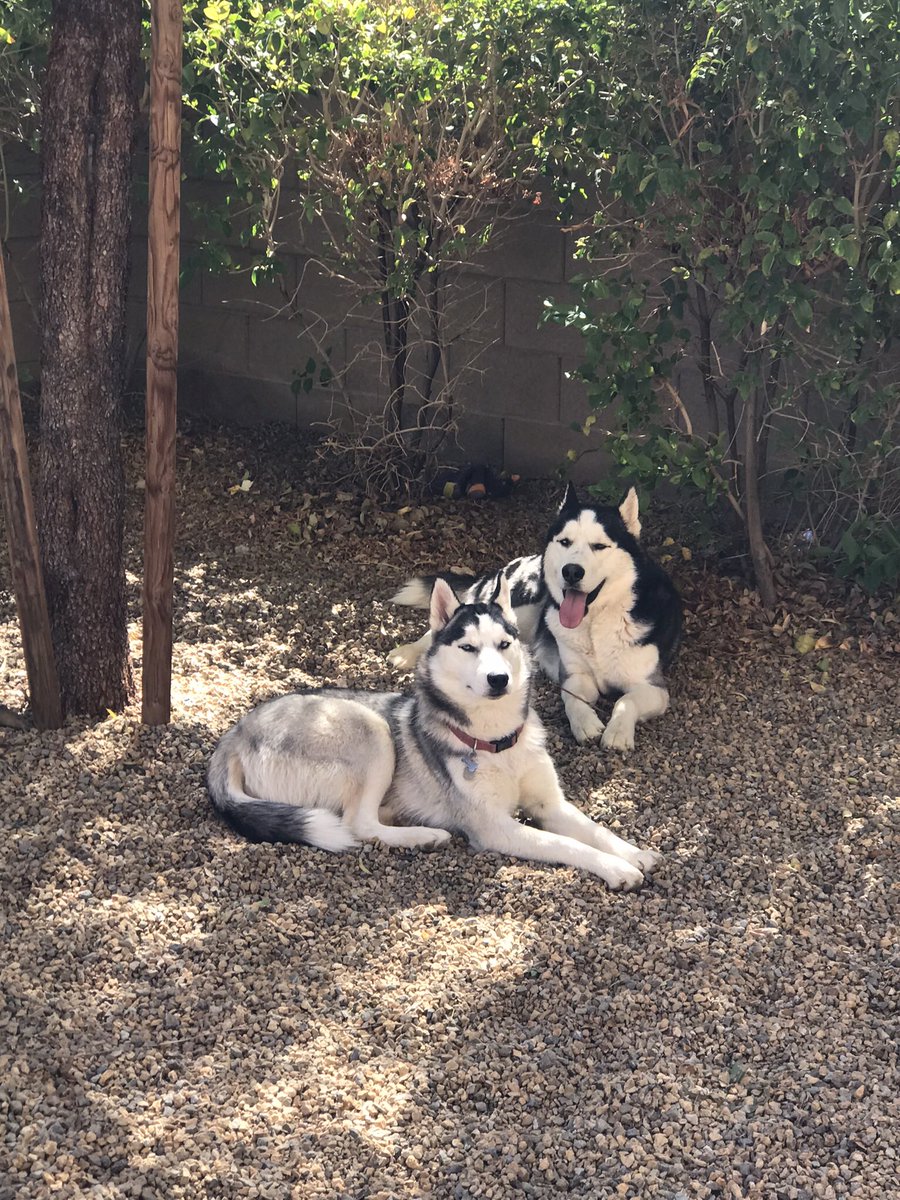 hero_husky's tweet photo. Enjoying the new back yard :) https://t.co/MphX5oLPVT