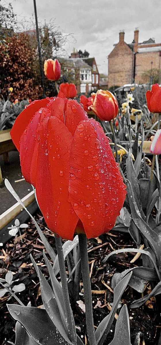 #gloucester #flowersintherain  #colour #raindrop #flowers #rain <a href="/GloucesterBID/">GloucesterBID</a> <a href="/VisitGloucester/">Visit Gloucester</a> <a href="/RTGlos/">Retweet Gloucester</a>