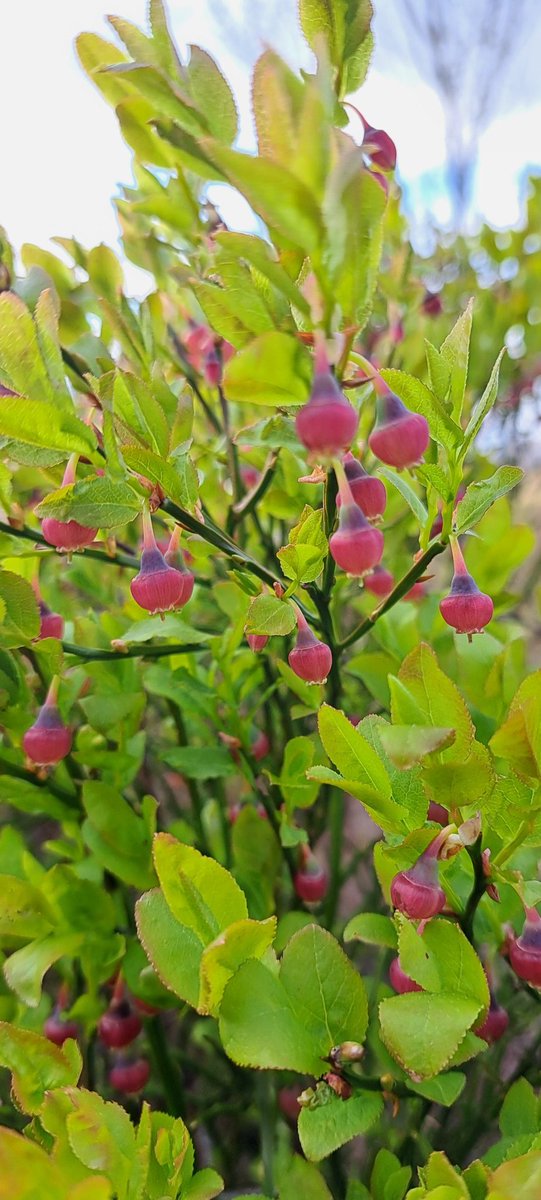 DrUisge's tweet image. I predict bumper blaeberries this year.

#FoodForFree