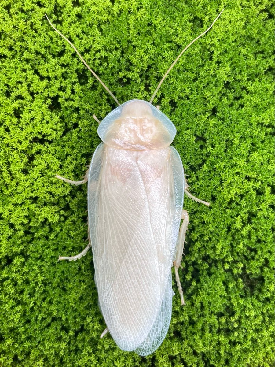 entofito's tweet photo. Blaptica dubia
#insect #entomology #white https://t.co/rdrUls5ABH