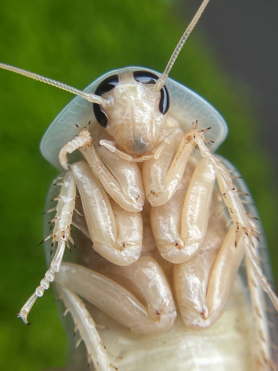 entofito's tweet photo. Blaptica dubia
#insect #entomology #white https://t.co/rdrUls5ABH