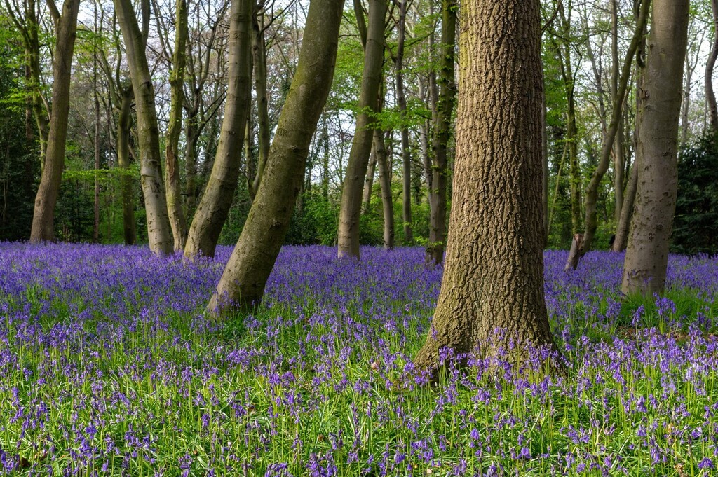 It's #bluebells time at #chaletwood #wansteadpark instagr.am/p/CrYtovBI8IZ/