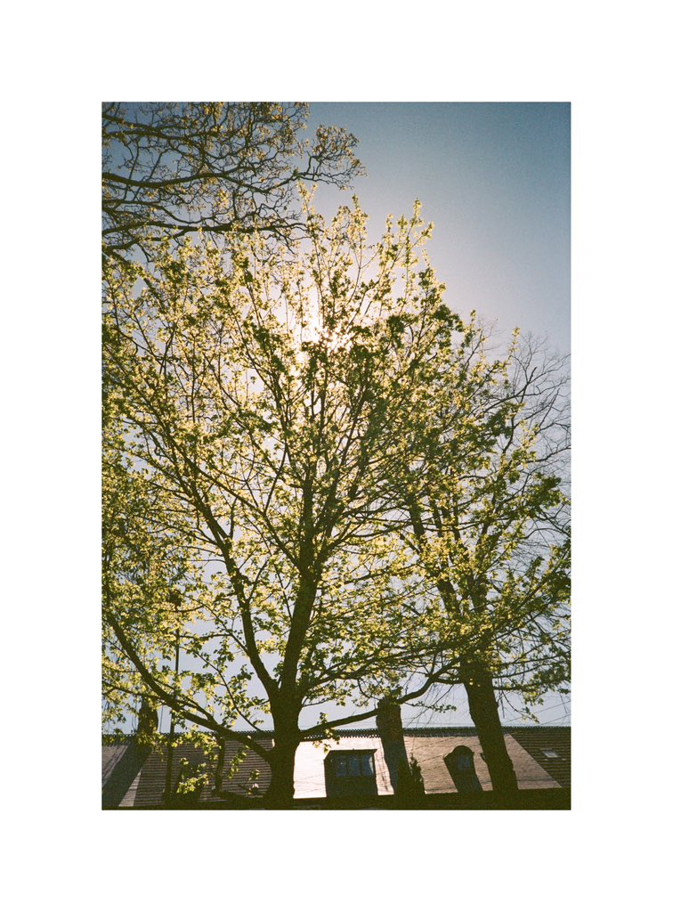 Short walk around HU5 the other day when it was beautiful 🤩 and sunny outside (for like 5 minutes)  haha 😂 Sergej Komkov #curiouscameraclub
#filmisnotdead
#moderndayanalogue
#filmwave
#analoguepeople
#thecommoneye #shootfilmmag #savedonfilm #hull #hull2023 #yorkshire