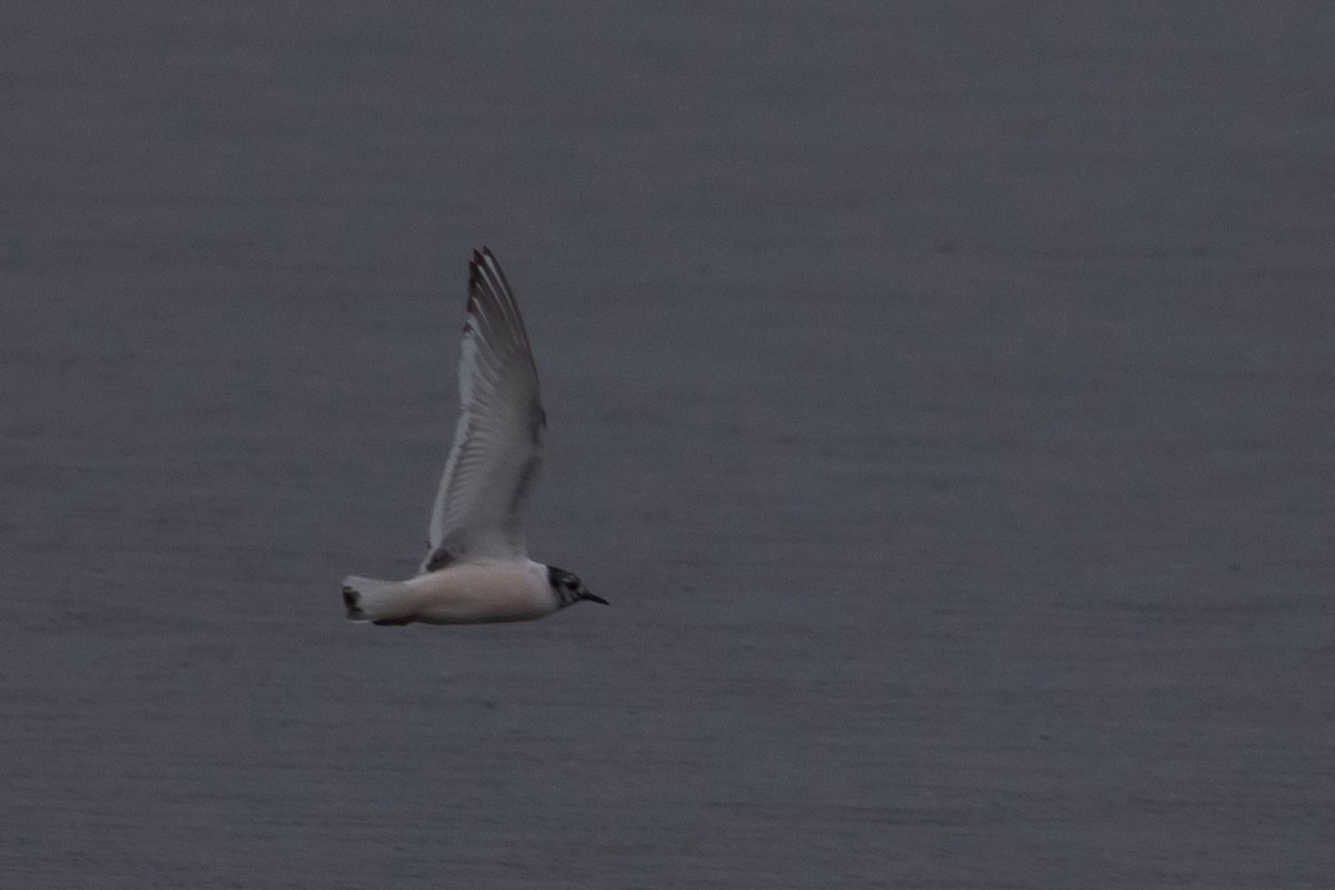 Three different ages among ten Little Gulls that dropped into Hilfield Res at lunchtime today. Also 12 Swifts, and a singing Lesser Whitethroat and Willow Warbler. #hertsbirds #londonbirds