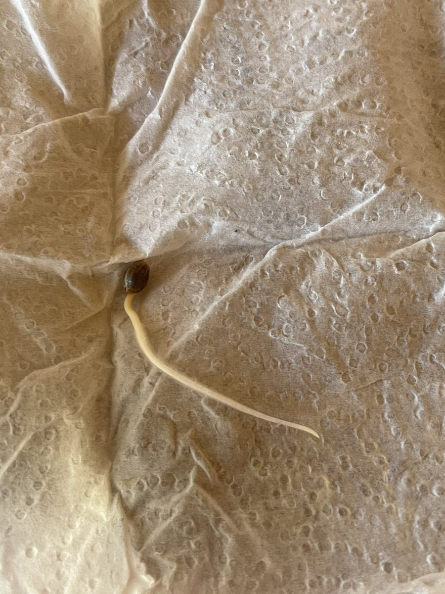 MamaGrass420's tweet photo. A few pics of baby beasts from @CaliOG_NFT! All beans popped within 1-2 days. Look forward to watching this babies grow. #CaliforniaOG #SheGrows #WomenThatGrow #FemaleFarmer #FemaleGrower #Cannabis #cannabiscommunity #CannabisCulture #CannabisHealsMedicineKills #Mmemberville https://t.co/9x6WjiAifH
