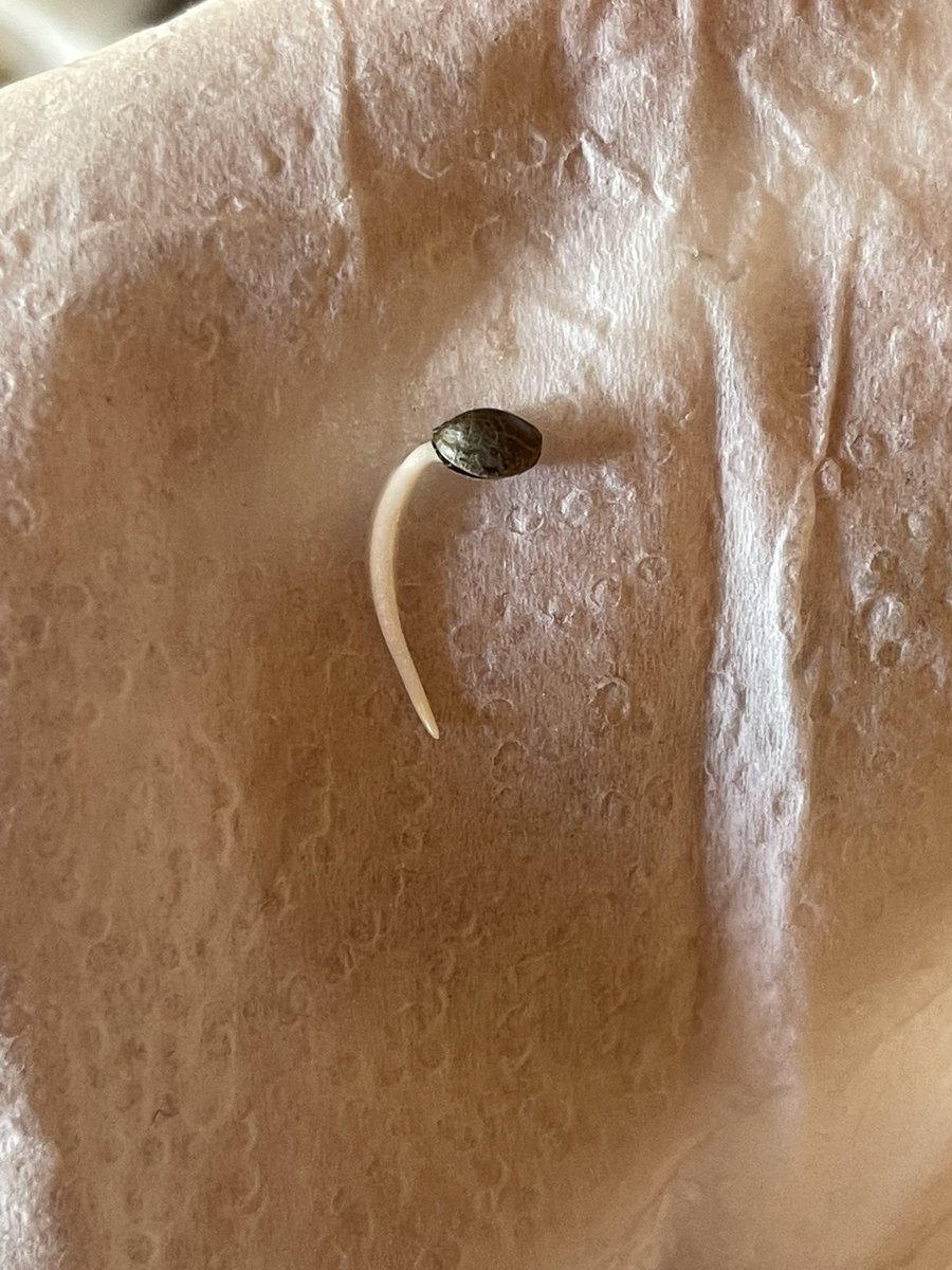 MamaGrass420's tweet photo. A few pics of baby beasts from @CaliOG_NFT! All beans popped within 1-2 days. Look forward to watching this babies grow. #CaliforniaOG #SheGrows #WomenThatGrow #FemaleFarmer #FemaleGrower #Cannabis #cannabiscommunity #CannabisCulture #CannabisHealsMedicineKills #Mmemberville https://t.co/9x6WjiAifH