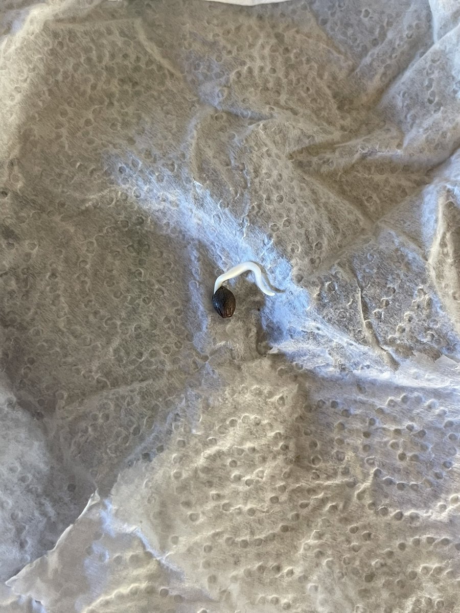 MamaGrass420's tweet photo. A few pics of baby beasts from @CaliOG_NFT! All beans popped within 1-2 days. Look forward to watching this babies grow. #CaliforniaOG #SheGrows #WomenThatGrow #FemaleFarmer #FemaleGrower #Cannabis #cannabiscommunity #CannabisCulture #CannabisHealsMedicineKills #Mmemberville https://t.co/9x6WjiAifH