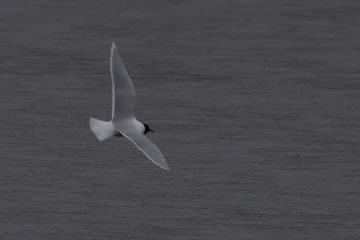 TonyBlake9's tweet photo. Three different ages among ten Little Gulls that dropped into Hilfield Res at lunchtime today. Also 12 Swifts, and a singing Lesser Whitethroat and Willow Warbler. #hertsbirds #londonbirds https://t.co/ZqNw0dToLp