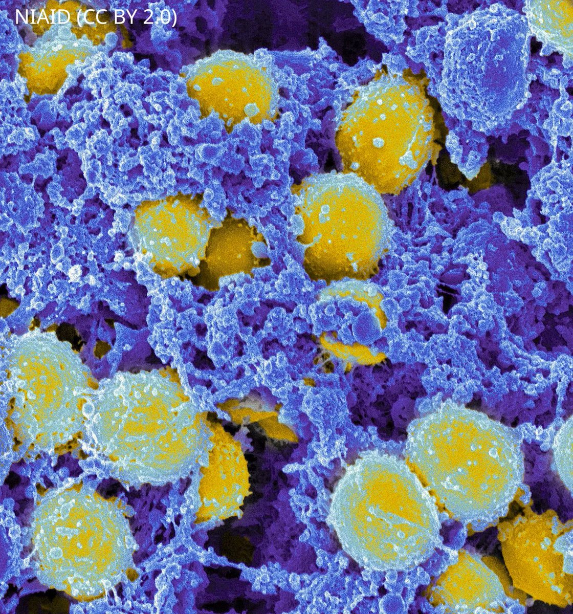 eLife - the journal tweet media