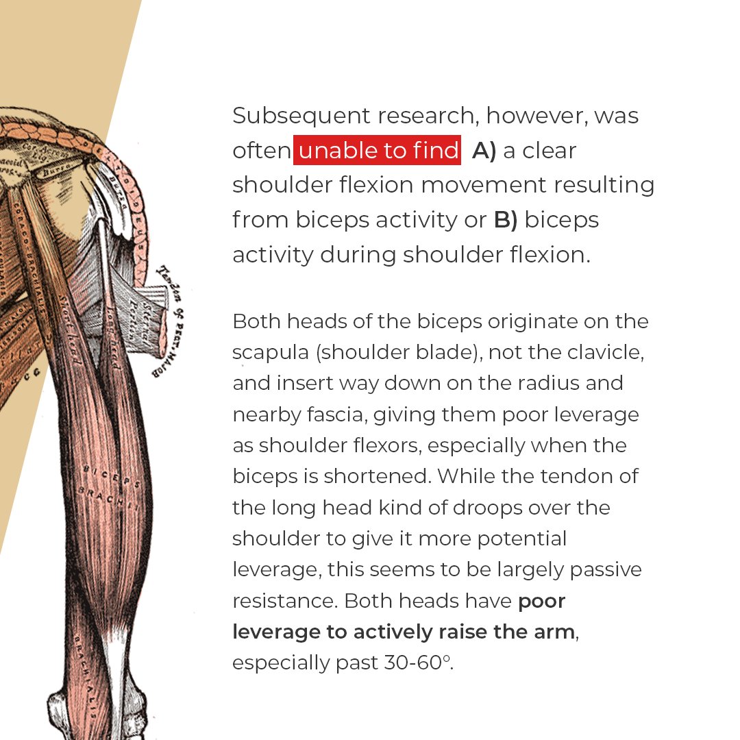 MennoHenselmans's tweet photo. Many sources portray the biceps brachii as an active shoulder flexor, as it crosses the joint, but there's much disagreement about the biceps's shoulder functions. 

#mennohenselmans #bicepsworkout #bicepsday #bicepsworkout #bicepscurl #armsday #armsworkout #armstraining https://t.co/d1PA4SgfmB