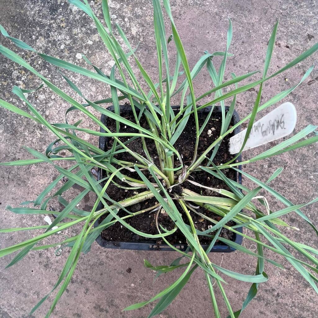 Rhizowen's tweet photo. Serial tiller: rye (Secale cereale) ‘Svedjerug’. As rye aficionados will know, this is a #forestfinn variety, formerly used by practitioners of shifting agriculture in northern Scandinavia, with seeds sometimes sown into the ashes of cleared forest and … https://t.co/XWHGFxqolN https://t.co/ImGhpedeZD