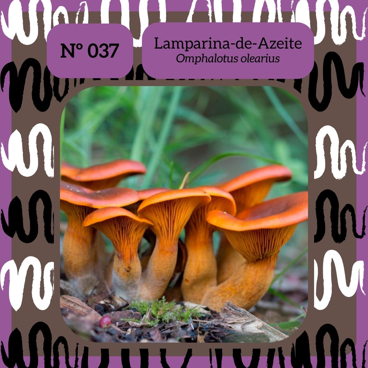 biodex_l's tweet photo. Lamparina-de-Azeite (Omphalotus olearius)

◾ No universo Pokémon, este organismo seria do tipo: Sombrio ⚫| Venenoso 🟣

#biologia #natureza #ciencia #bio #meioambiente #ecologia #biodiversidade #zoologia #animais #biologo #pokemon #Shiinotic #alola #fungi #omphalotusolearius https://t.co/lXr7ivjiE8