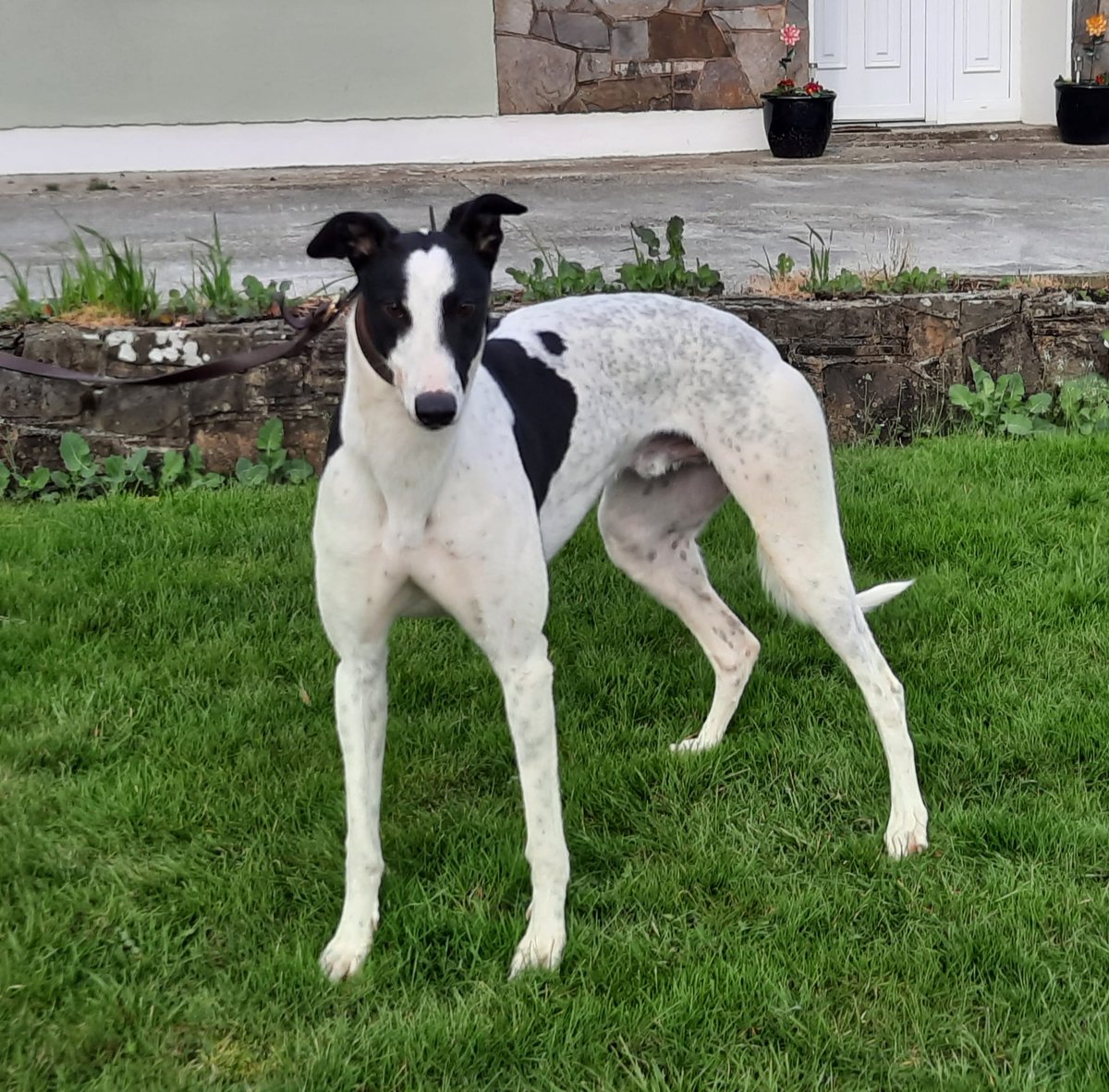 Patrick Guilfoyle (@patrickguilfoy4) on Twitter photo Congrats to Magical Kyle, the MWD Partnership and Team Wallis @Mark_EFC_ <a href="/aspin_394/">Liam Aspin</a> who won today at Towcester very impressively in 29.49. Kyle was a recent Towcester Sales purchase <a href="/GreyderSales/">Greyhound Trader</a> . π Congrats to Magical Kyle, the MWD Partnership and Team Wallis @Mark_EFC_ <a href="/aspin_394/">Liam Aspin</a> who won today at Towcester very impressively in 29.49. Kyle was a recent Towcester Sales purchase <a href="/GreyderSales/">Greyhound Trader</a> . π