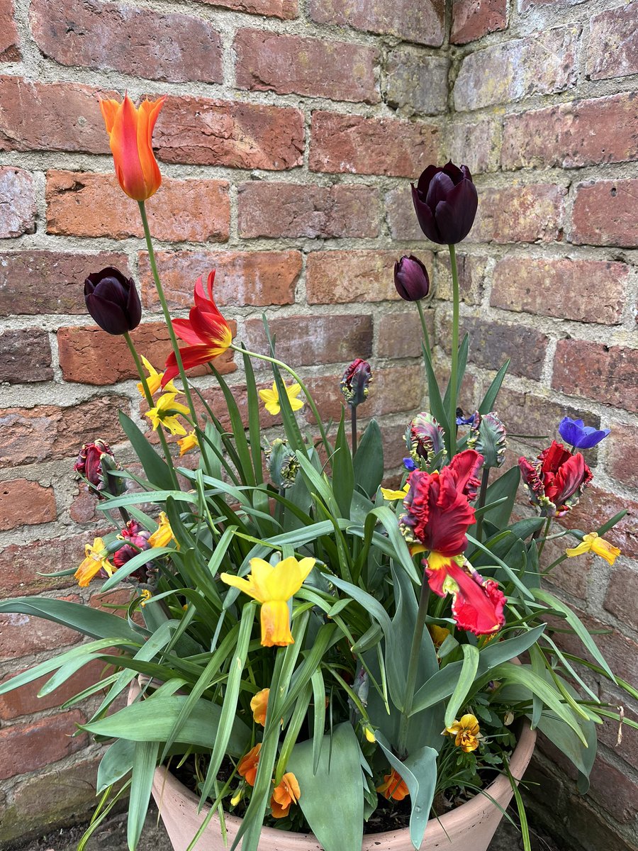 In the autumn, I always curse my weakness in the face of the temptation of bulb websites but when the tulips set the garden alight I’m glad I gave in. 

#gardening