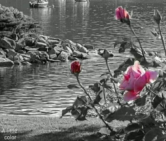 Talal8R's tweet photo. يقال... 
طول ما قلوبنا مليانة طيبة 
 بنطلع من ورطة بنفوت بمصيبة... 
مساكم خير 🌹 🌹 https://t.co/w8BjwkljMx