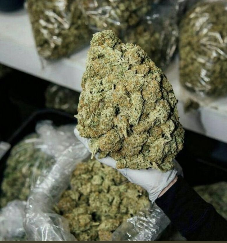LiviaOscar7351's tweet photo. Purely breeeded fully earth grown nothing like your regular type of buds these beauties are available just in this quantities.
Qp
Hp
P
HMU with the quality you want highly potent strains they wonβt last βοΈ
#Mmemberville #Smokify #Weedmob https://t.co/wXYdJHEyuF